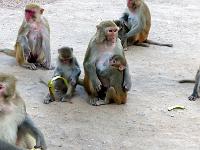 8 - Mandalay - Sagaing - Monywa (61)